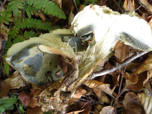 Un paio di funghi da determinare
